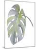 Monstera-Sandra Jacobs-Mounted Giclee Print