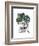 Monstera-Seventy Tree-Framed Giclee Print