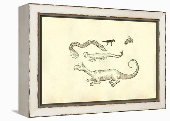Monstrorum Historia-Ulisse Aldrovandi-Framed Stretched Canvas