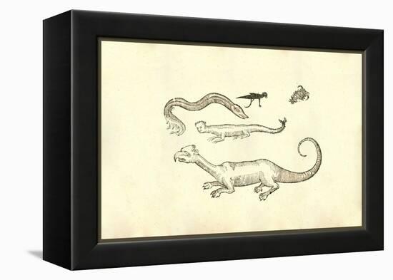 Monstrorum Historia-Ulisse Aldrovandi-Framed Stretched Canvas