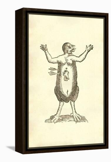 Monstrum Hermaphroditicum Pedibus Aquilinis-Ulisse Aldrovandi-Framed Stretched Canvas