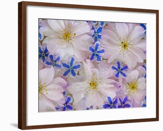 Montage of Cherry Blossoms and Blue Flowers-Don Paulson-Framed Photographic Print