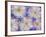 Montage of Cherry Blossoms and Blue Flowers-Don Paulson-Framed Photographic Print