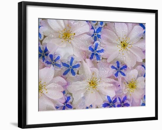 Montage of Cherry Blossoms and Blue Flowers-Don Paulson-Framed Photographic Print