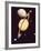 Montage of Saturn and Satellites Taken by Voyager 1 and 2, Titan Iapetus and Tethys Mimas and Rhea-null-Framed Photographic Print