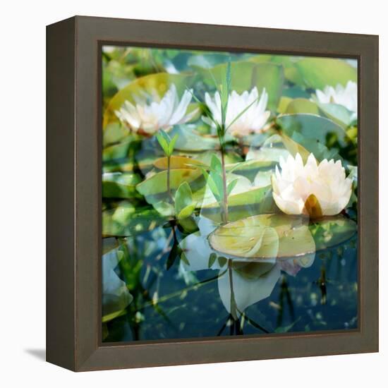 Montage of White Water Lilies-Alaya Gadeh-Framed Premier Image Canvas