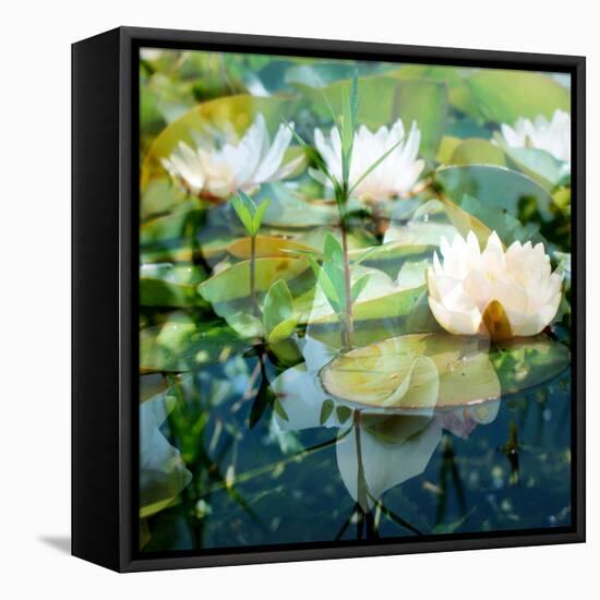 Montage of White Water Lilies-Alaya Gadeh-Framed Premier Image Canvas