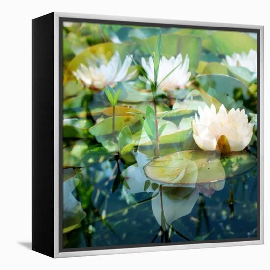 Montage of White Water Lilies-Alaya Gadeh-Framed Premier Image Canvas
