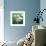 Montage of White Water Lilies-Alaya Gadeh-Framed Photographic Print displayed on a wall