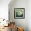Montage of White Water Lilies-Alaya Gadeh-Framed Photographic Print displayed on a wall