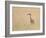 Montana, a Sandhill Crane Walks Through a Meadow of Wildflowers-Elizabeth Boehm-Framed Photographic Print