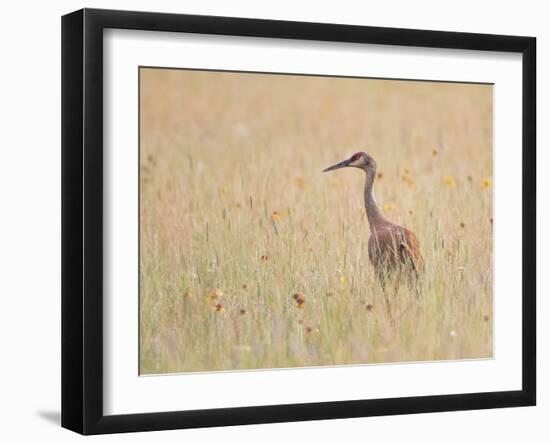 Montana, a Sandhill Crane Walks Through a Meadow of Wildflowers-Elizabeth Boehm-Framed Photographic Print