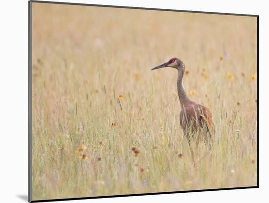 Montana, a Sandhill Crane Walks Through a Meadow of Wildflowers-Elizabeth Boehm-Mounted Photographic Print