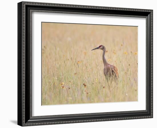 Montana, a Sandhill Crane Walks Through a Meadow of Wildflowers-Elizabeth Boehm-Framed Photographic Print