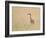 Montana, a Sandhill Crane Walks Through a Meadow of Wildflowers-Elizabeth Boehm-Framed Photographic Print