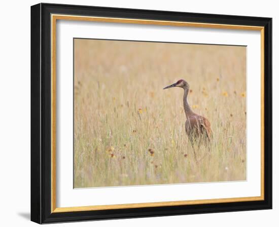 Montana, a Sandhill Crane Walks Through a Meadow of Wildflowers-Elizabeth Boehm-Framed Photographic Print