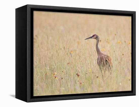 Montana, a Sandhill Crane Walks Through a Meadow of Wildflowers-Elizabeth Boehm-Framed Premier Image Canvas