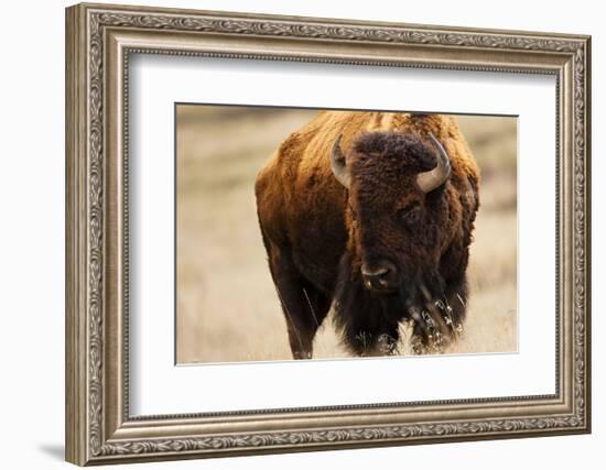 Montana Bison-Jason Savage-Framed Art Print
