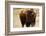 Montana Bison-Jason Savage-Framed Art Print