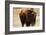 Montana Bison-Jason Savage-Framed Art Print