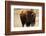 Montana Bison-Jason Savage-Framed Art Print