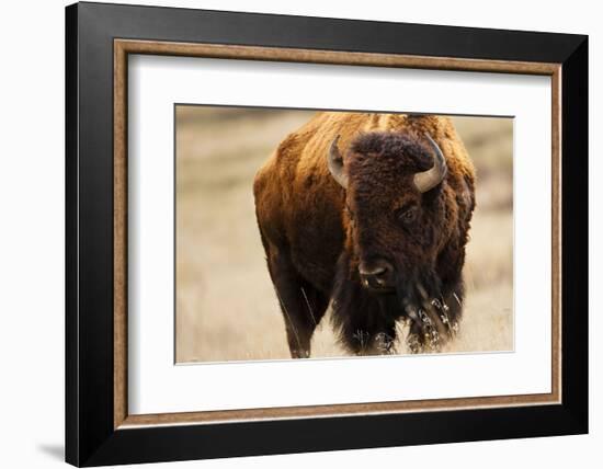 Montana Bison-Jason Savage-Framed Art Print