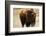 Montana Bison-Jason Savage-Framed Art Print