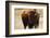 Montana Bison-Jason Savage-Framed Art Print