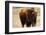 Montana Bison-Jason Savage-Framed Art Print