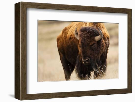 Montana Bison-Jason Savage-Framed Art Print