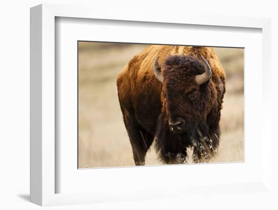 Montana Bison-Jason Savage-Framed Art Print