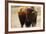 Montana Bison-Jason Savage-Framed Art Print