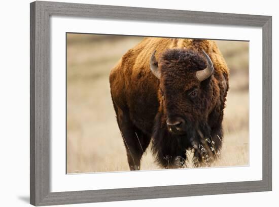 Montana Bison-Jason Savage-Framed Art Print