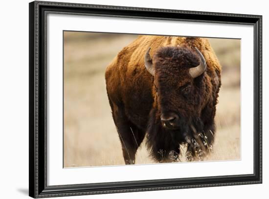 Montana Bison-Jason Savage-Framed Art Print