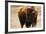 Montana Bison-Jason Savage-Framed Art Print