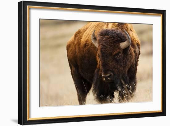 Montana Bison-Jason Savage-Framed Art Print