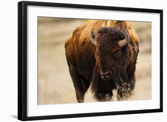 Montana Bison-Jason Savage-Framed Art Print