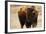 Montana Bison-Jason Savage-Framed Art Print