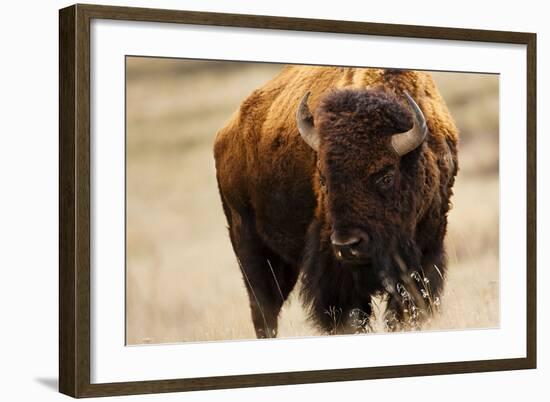 Montana Bison-Jason Savage-Framed Art Print