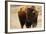 Montana Bison-Jason Savage-Framed Art Print