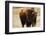 Montana Bison-Jason Savage-Framed Giclee Print