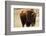 Montana Bison-Jason Savage-Framed Giclee Print