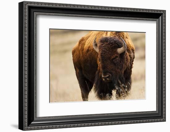 Montana Bison-Jason Savage-Framed Giclee Print