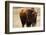 Montana Bison-Jason Savage-Framed Giclee Print