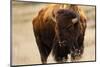 Montana Bison-Jason Savage-Mounted Giclee Print