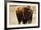 Montana Bison-Jason Savage-Framed Giclee Print