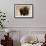 Montana Bison-Jason Savage-Framed Giclee Print displayed on a wall