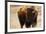 Montana Bison-Jason Savage-Framed Giclee Print