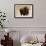 Montana Bison-Jason Savage-Framed Giclee Print displayed on a wall