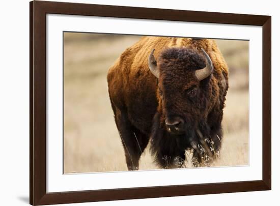 Montana Bison-Jason Savage-Framed Giclee Print